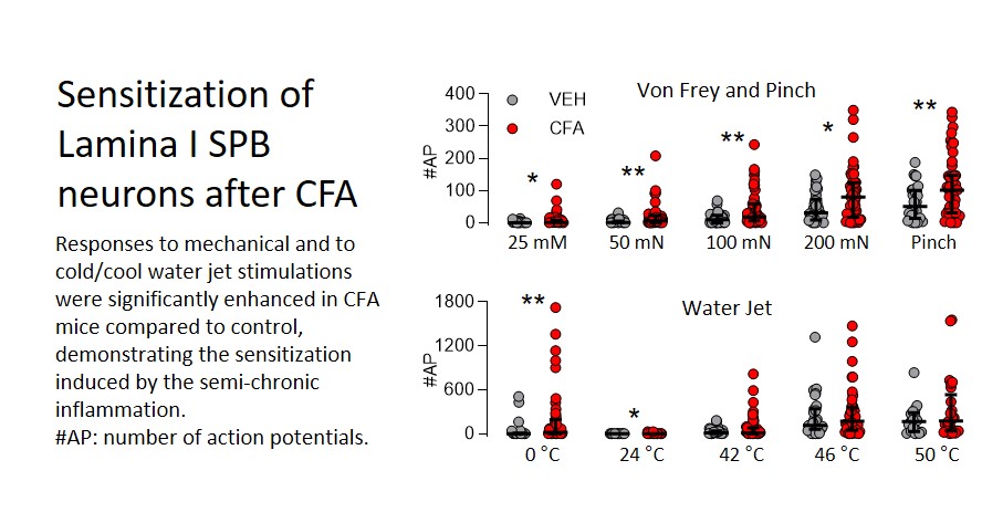 lamina I spinoparabrachial neurons inflammation sensitization