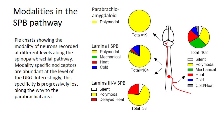 modality specific neurons lamina I spinoparabrachial pain pathway