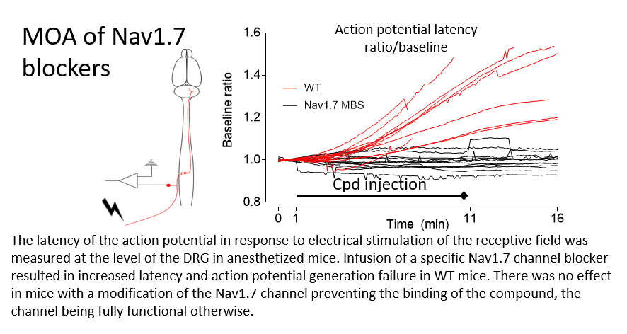 Nav1.7 channel blocker nociceptor DRG mice