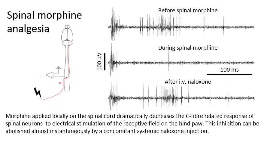 C-fibre action potentials wide dynamic range neuron morphine